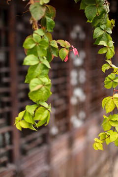 西津渡