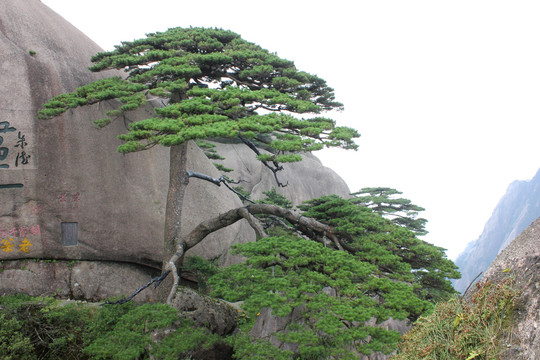 黄山迎客松