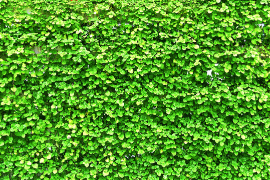 绿叶墙