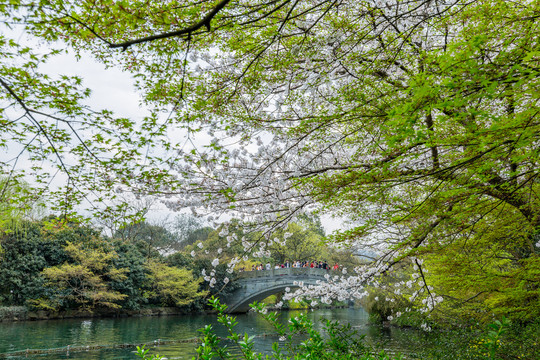 樱花树