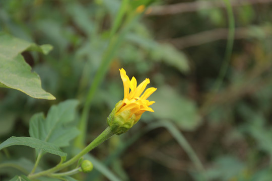 肿柄菊