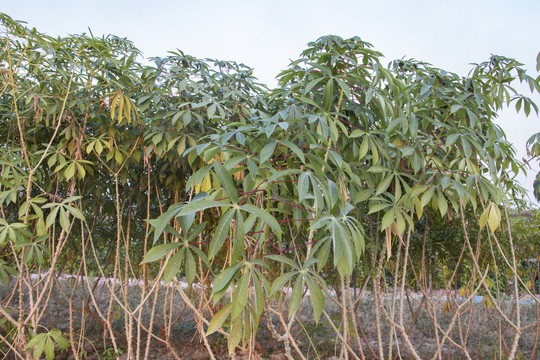 木薯种植