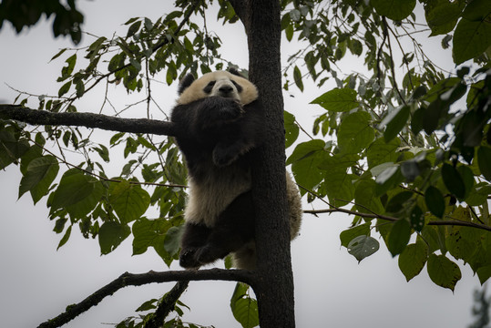 挂在树上睡觉的熊猫
