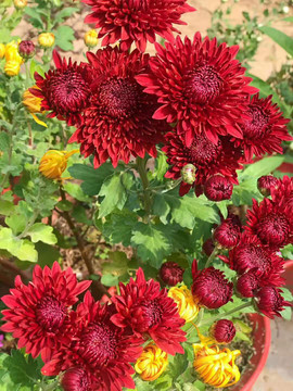 花卉