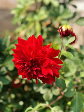 花卉