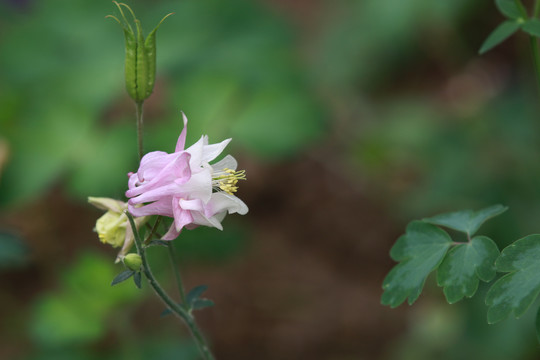 药圃中的花