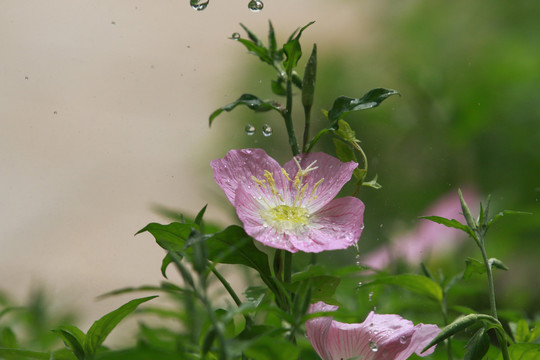 药圃中的花