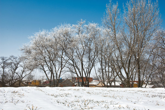 北方冬日美丽的雪后风光