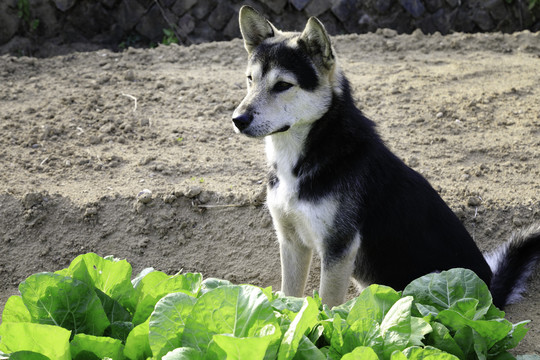 中华田园犬