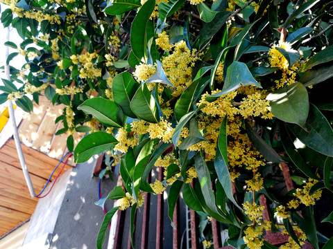 桂花