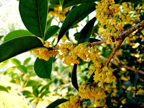 桂花