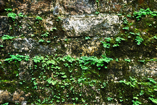 苔藓绿植墙