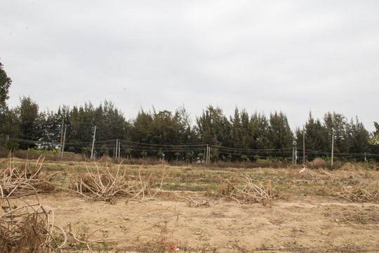 一片松树