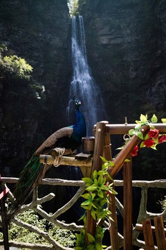 瀑布前的孔雀