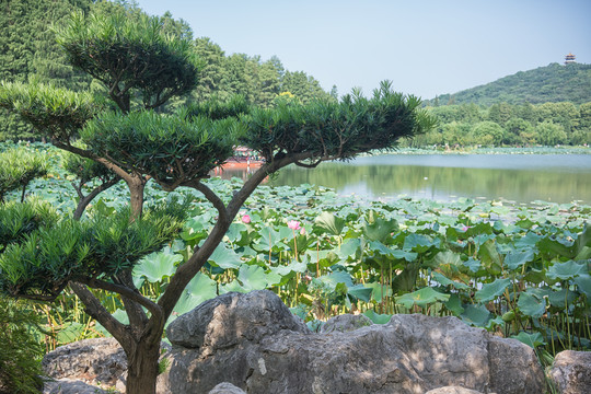 罗汉松与荷花山水远景