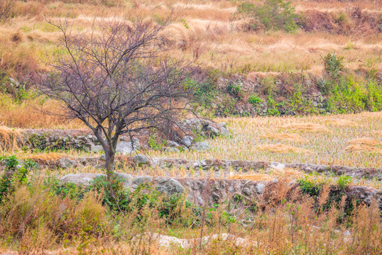 田间桃树