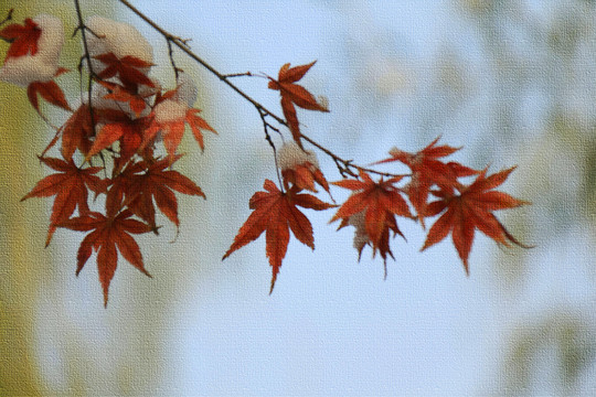 雪景红枫叶