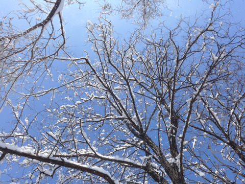 白雪树枝蓝天