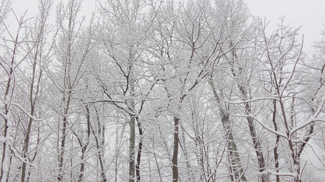 白雪覆盖