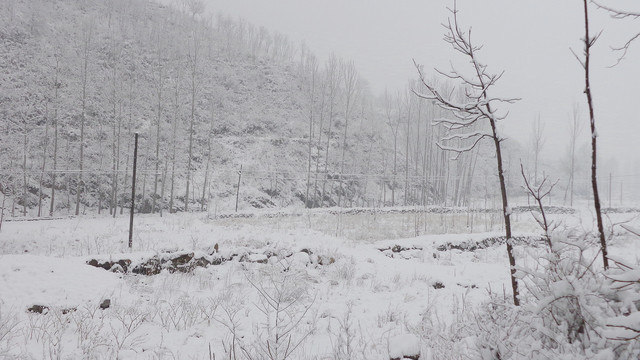 白雪皑皑