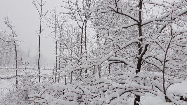 白雪皑皑