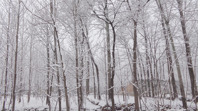 白雪覆盖