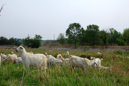 山羊羊群放羊