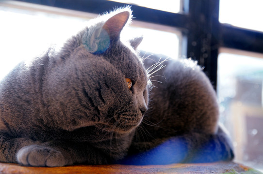 英短蓝猫高清摄影大图JPG