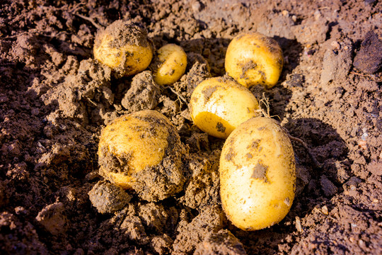 新挖的土豆