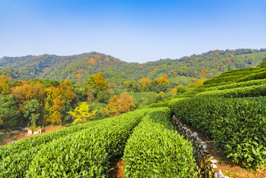 茶叶梯田