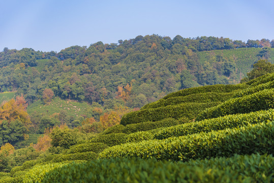 茶山