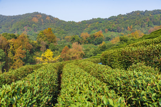 龙井茶山