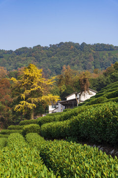 龙井茶山