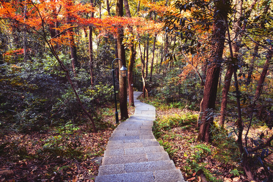 山路秋景