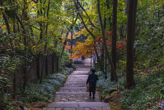 山林登山道