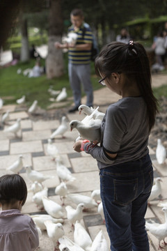 小女孩与鸽子