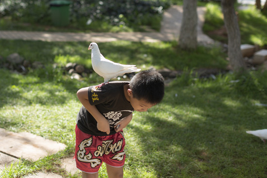 小男孩与鸽子