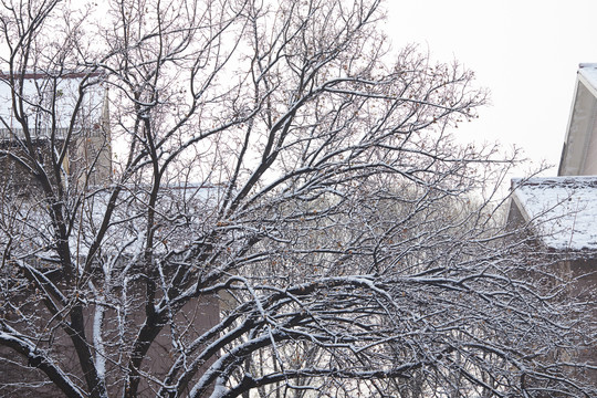 下雪