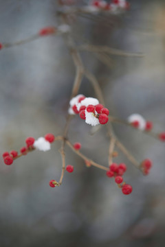 雪中的红果子4