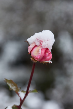 雪中的花朵1