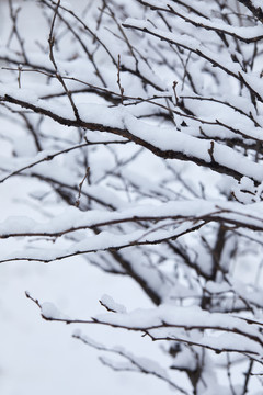 树枝上的雪1