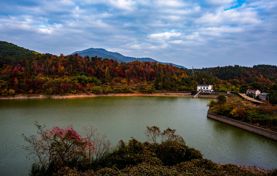 满山红叶