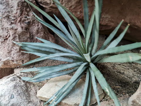 仙人类植物