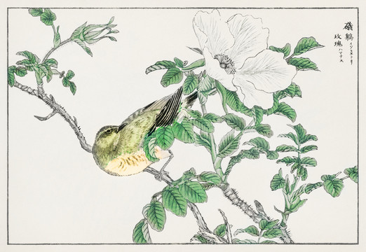 沼田荷舟礒鸟玫瑰