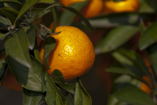 橘子熟了