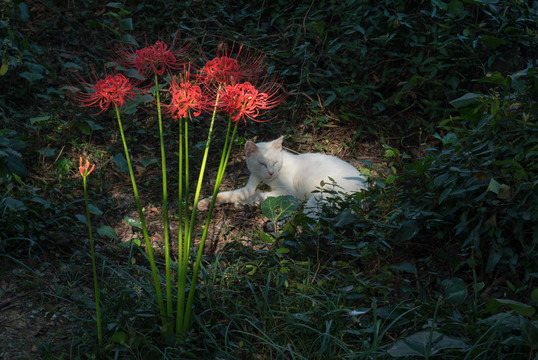 树荫下的白猫与彼岸花