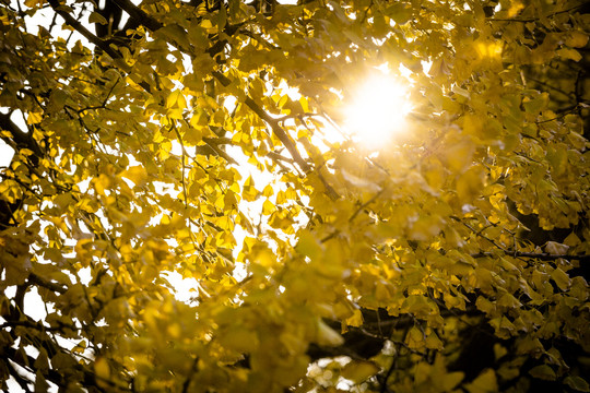 阳光透过银杏树叶
