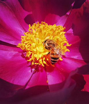 花儿和蜜蜂