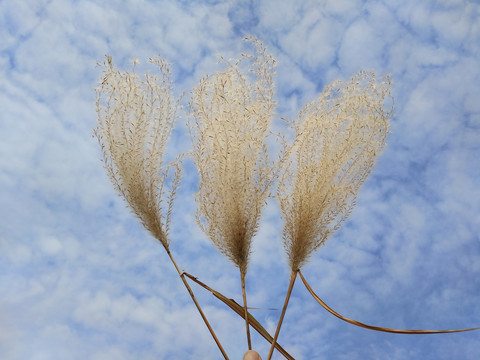 芦花飘