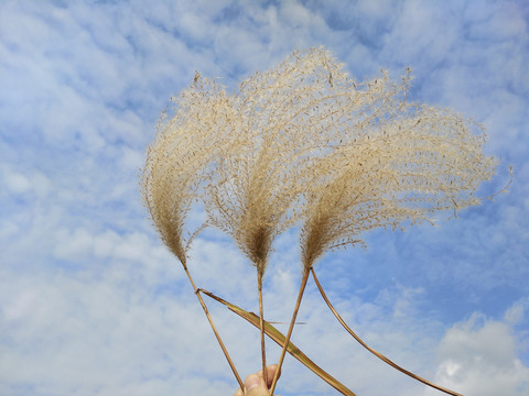 随性芦花